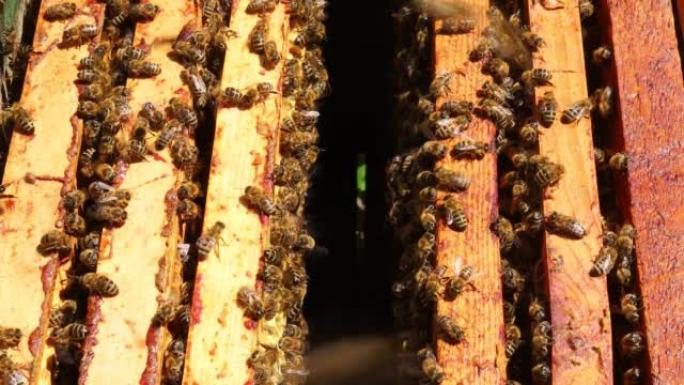 蜂巢里的蜜蜂。用蜜蜂打开蜂巢