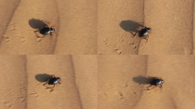 在沙漠中奔跑的圣甲虫
