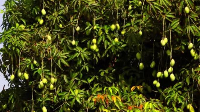 花园里的芒果树上有许多年轻的绿色芒果，芒果树上挂着芒果，芒果挂在树上
