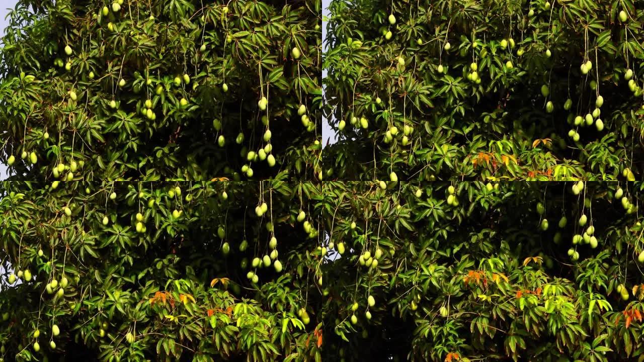 花园里的芒果树上有许多年轻的绿色芒果，芒果树上挂着芒果，芒果挂在树上
