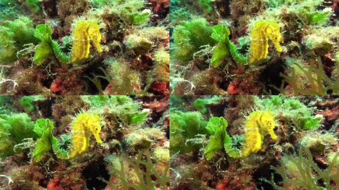 大自然水下 -- 彩色地中海礁中的黄色海马