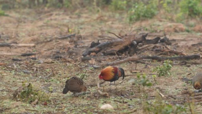 Red junglefowl或Gallus gallus五颜六色的鸟类家族吉姆·科贝特国家公园森林u