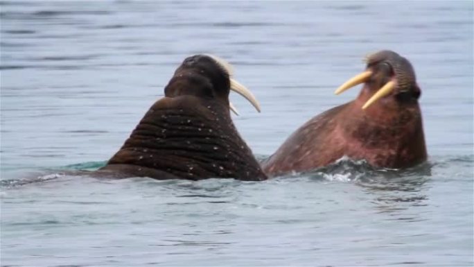 斯瓦尔巴群岛北极水域中的海象年轻夫妇