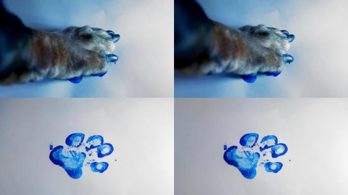 这只狗用蓝色油漆涂抹了它的爪子，现在在纸上做了一个爪印，好像动物把它的个人签名，特写了。调皮的宠物弄