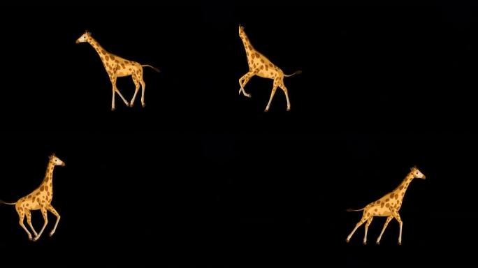 大长颈鹿奔跑并停止alpha哑光远射