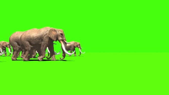 大象群在绿色屏幕上行走