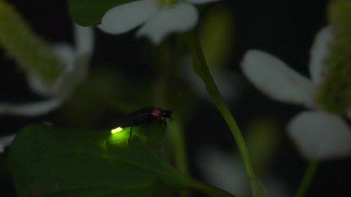 萤火虫。萤火虫疯狂地在花朵上发光。