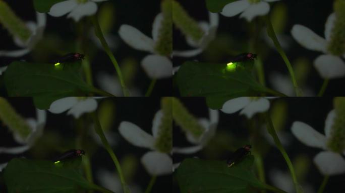 萤火虫。萤火虫疯狂地在花朵上发光。
