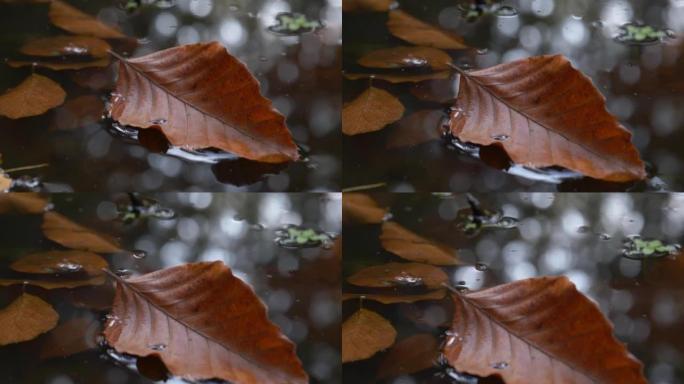 山毛榉叶子漂浮在积水上