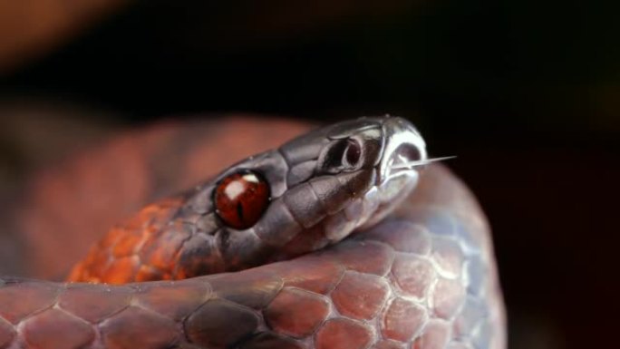 热带扁蛇 (Siphlophis compressus)