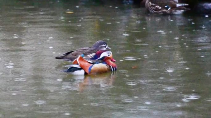 明亮品种的鸭子在雨中在池塘里游泳