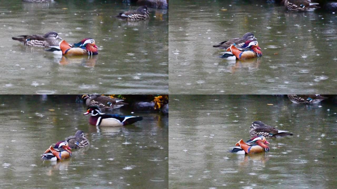 明亮品种的鸭子在雨中在池塘里游泳
