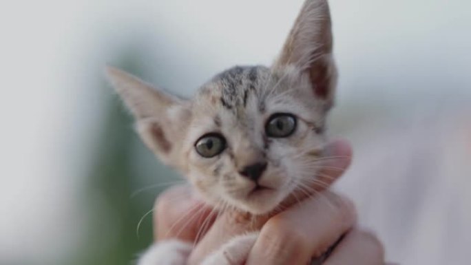 慢动作镜头特写可爱的家养小猫拥抱在女人的手掌上。