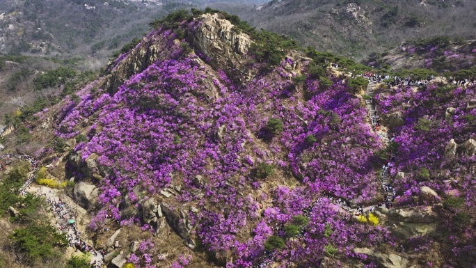 航拍大珠山春天的杜鹃花