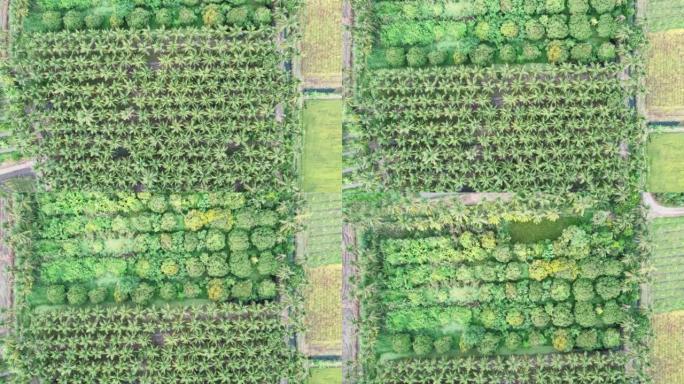 人工林种植水果园艺的沟棕榈树的鸟瞰图
