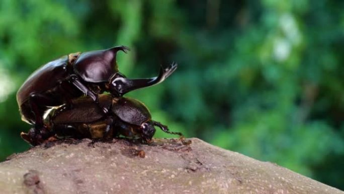 雄性和雌性甲虫交配的4k视频。