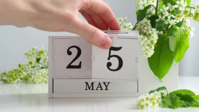 5月25日。女性手在日历上设定日期。春季。白色的立方历在桌上的花。在一个月内更改日期。假日日。日历上