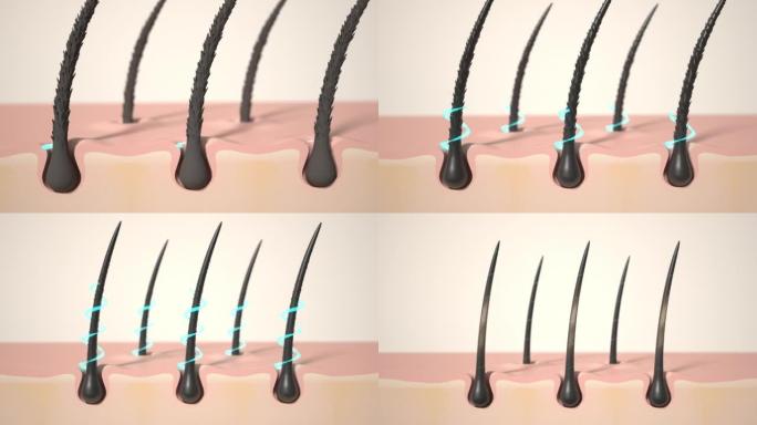 头发护理，头发生长油脂下降到根部，动画滋养洗发水或血清的头发作用。修复受损的头发。3d渲染。