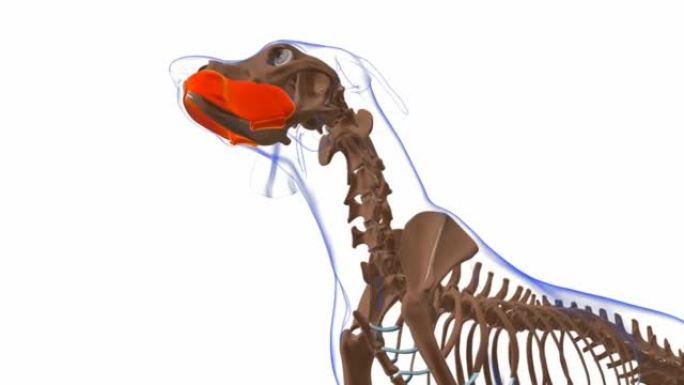 口腔肌肉狗肌肉解剖医学概念3D