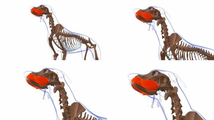 口腔肌肉狗肌肉解剖医学概念3D