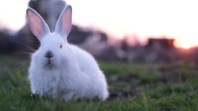 日落绿草上的兔子，白兔小兔子，