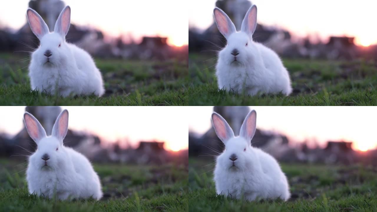日落绿草上的兔子，白兔小兔子，