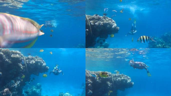 潜水设备中的女人潜入水下，看着海洋生物。女性浮潜者在水下游泳，看着海底世界 (4k-60fps)