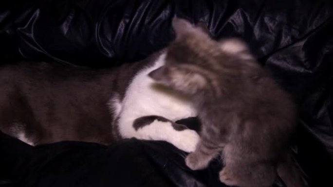 一只灰色条纹小猫和灰白色的大猫玩耍