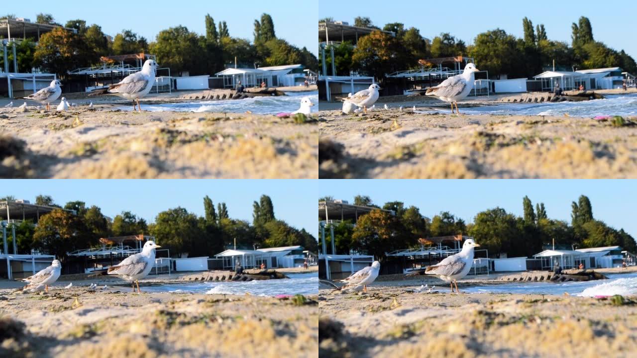 一只白色的大海鸥在城市近景附近的沙滩上站立并纪念它的羽毛。自然城市景观