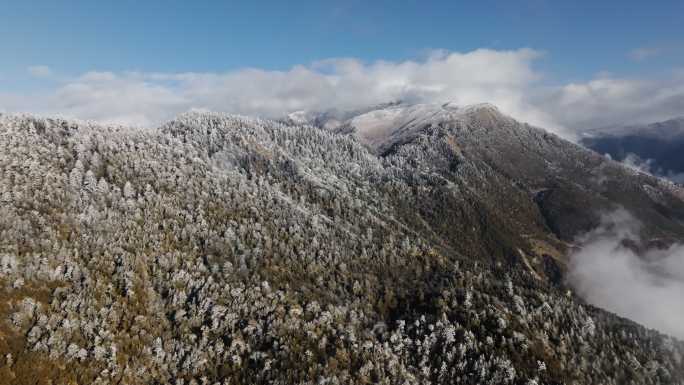 雾浓顶梅里雪山雪后雾凇云海