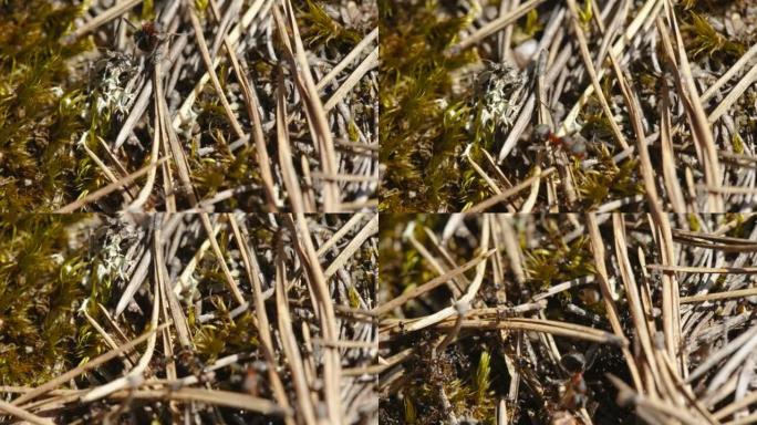 在爱沙尼亚的蚁丘上仔细观察蚁后