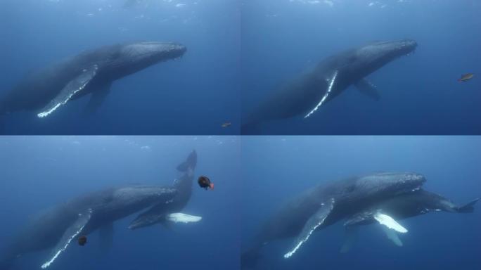 座头鲸母亲和小牛在太平洋水下。