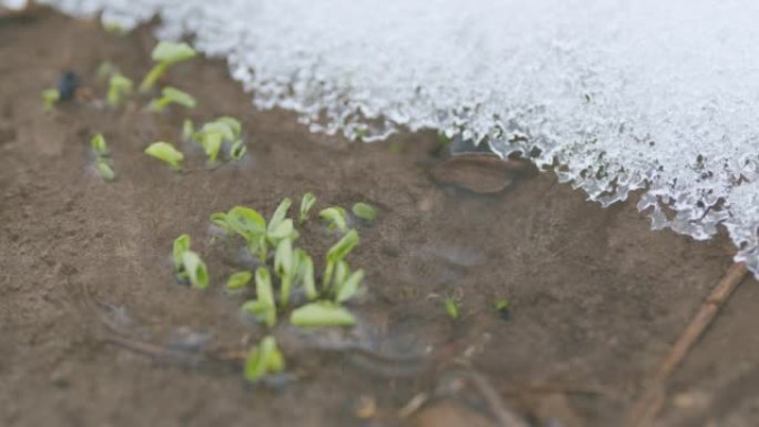 春天的溪流中第一棵草的芽，雪躺在河岸上。春天的第一棵绿草。