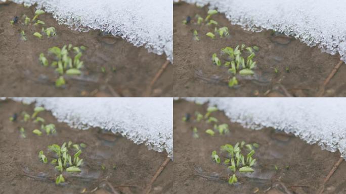 春天的溪流中第一棵草的芽，雪躺在河岸上。春天的第一棵绿草。