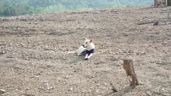 孤独的白狗坐在岩石地上