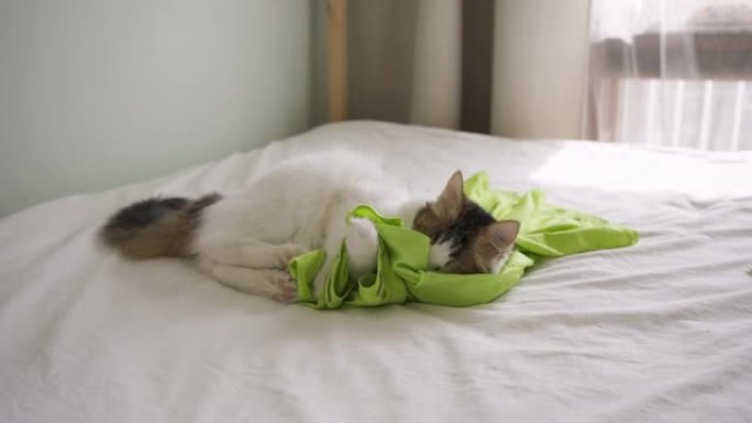 美丽的猫在主人的床上玩鲜绿色的t恤