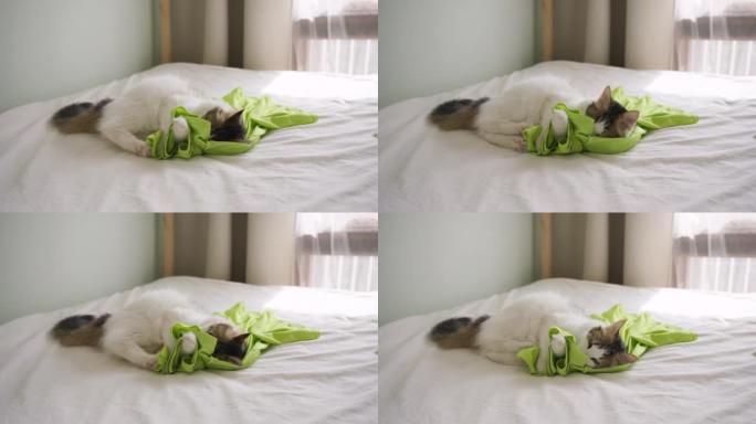 美丽的猫在主人的床上玩鲜绿色的t恤