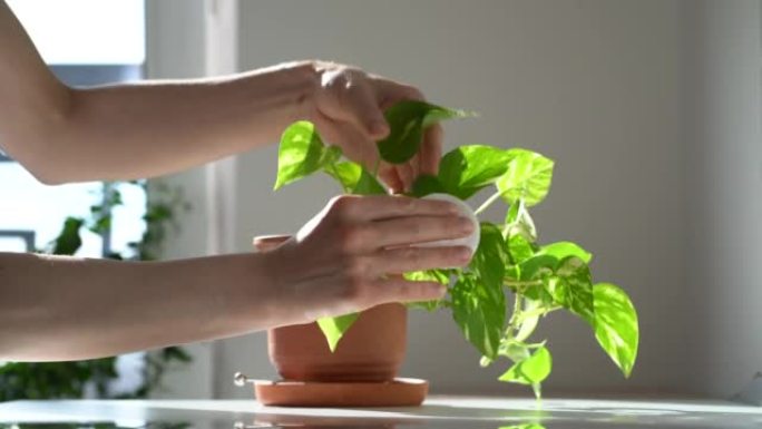 雌性手擦去室内植物叶子上的灰尘，在家照顾植物表皮