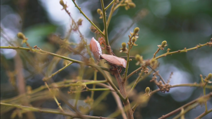 昆虫 害虫 交配