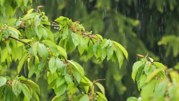 雨水落在绿色植物的叶子上。平静放松的冥想平静的背景。大雨时，慢动作雨滴从树木的绿叶上滴落。雨天和雨水