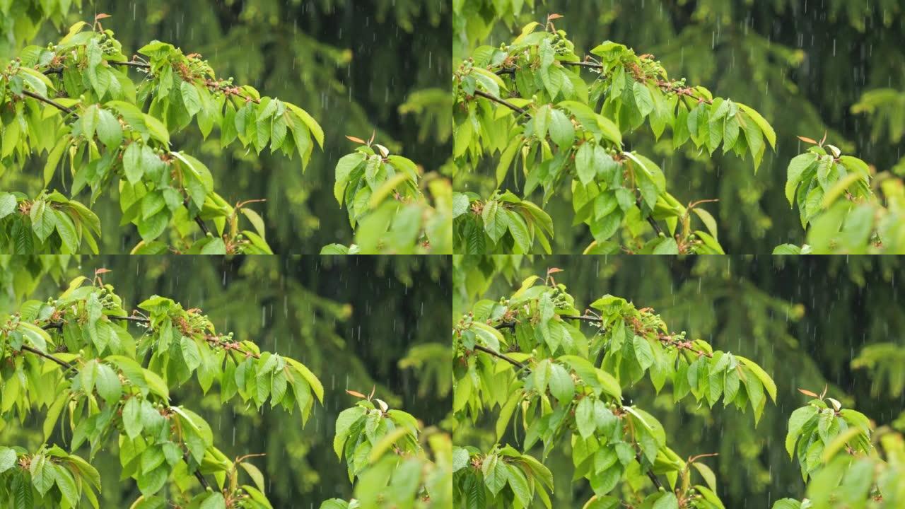 雨水落在绿色植物的叶子上。平静放松的冥想平静的背景。大雨时，慢动作雨滴从树木的绿叶上滴落。雨天和雨水