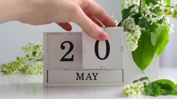 5月20日。女性手在日历上设定日期。春季。白色的立方历在桌上的花。在一个月内更改日期。假日日。日历上