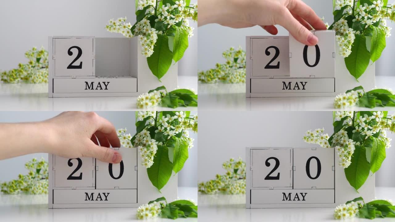 5月20日。女性手在日历上设定日期。春季。白色的立方历在桌上的花。在一个月内更改日期。假日日。日历上