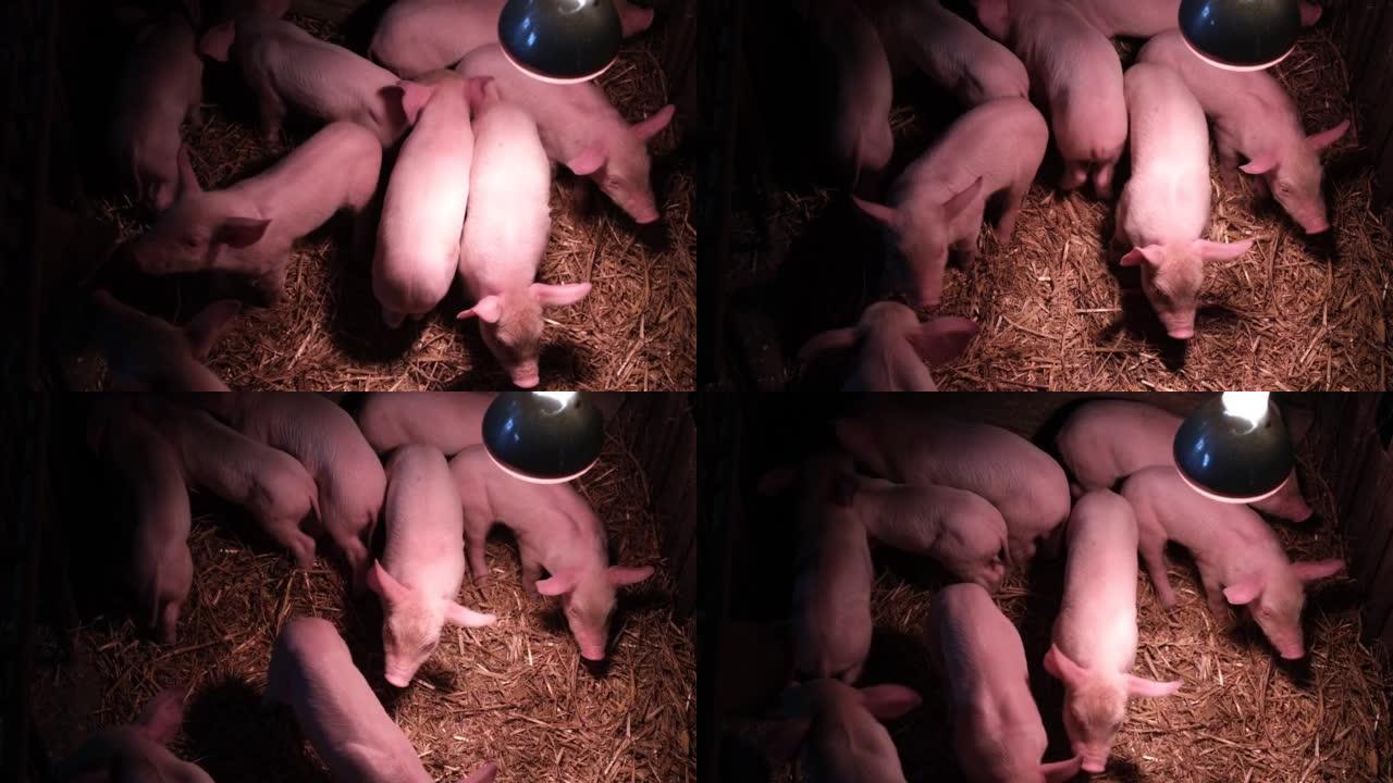 一群小猪在农场的灯下取暖。