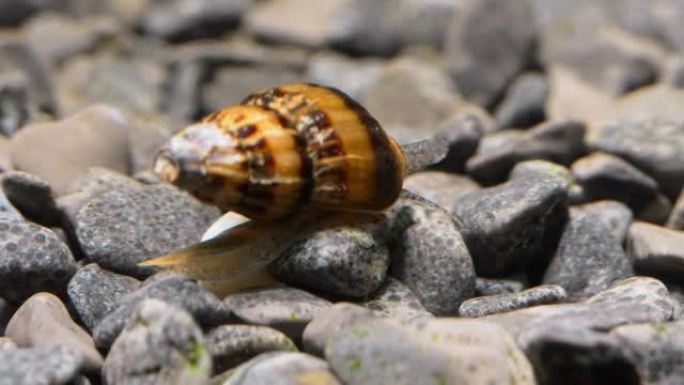 水族馆刺客蜗牛的宏观拍摄。海伦娜。