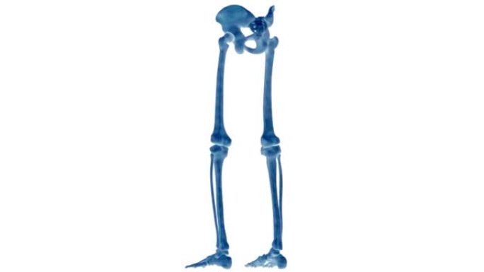 人体骨骼系统下肢骨关节解剖动画概念
