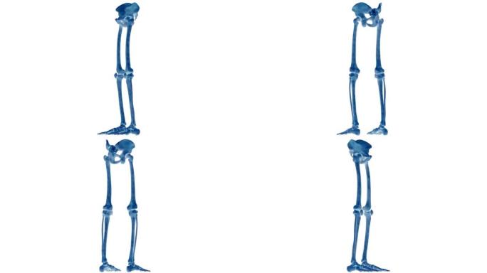 人体骨骼系统下肢骨关节解剖动画概念