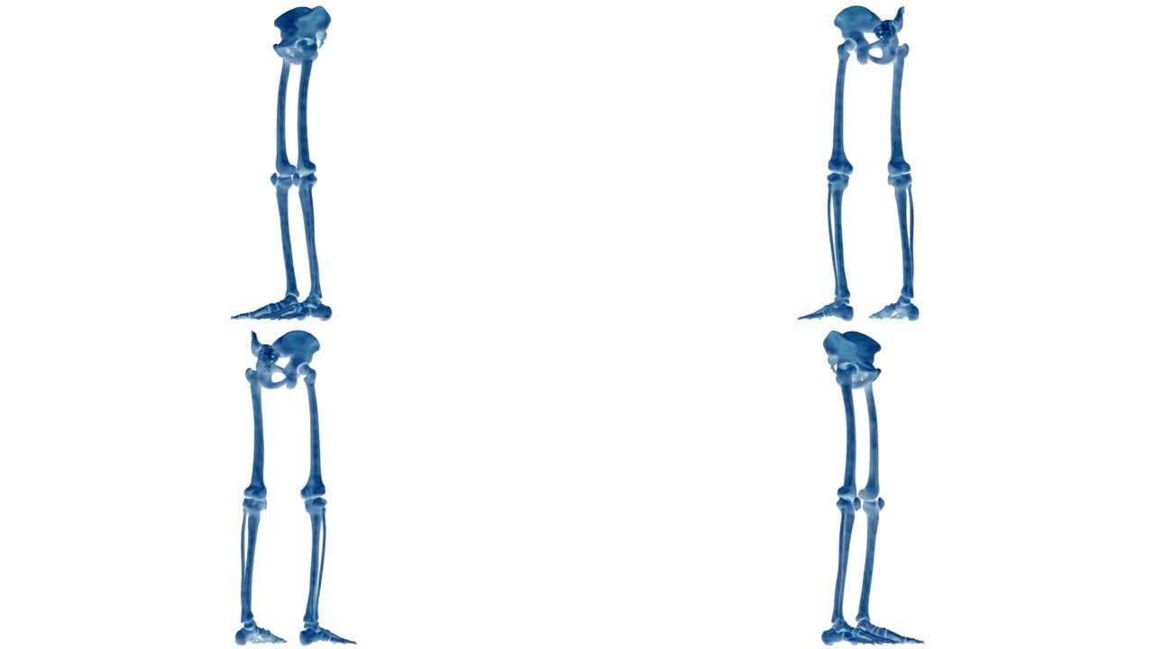 人体骨骼系统下肢骨关节解剖动画概念