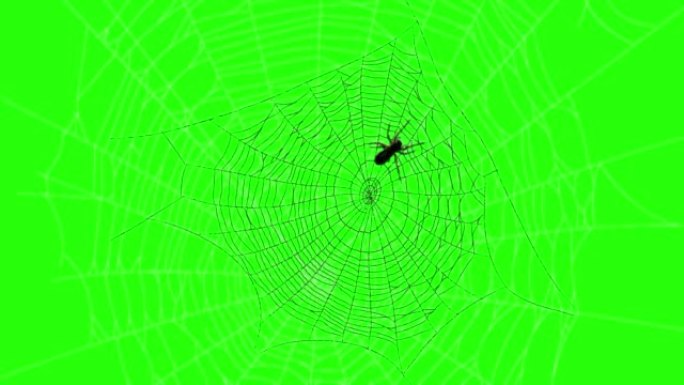 蜘蛛在网络绿屏上行走