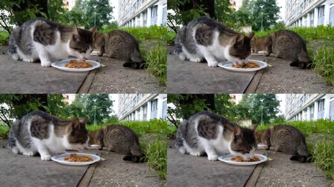 流浪猫吃早餐